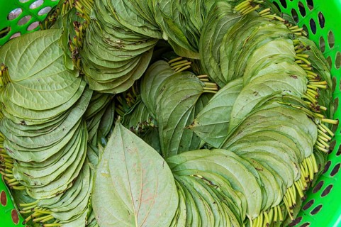 Betle nut leaves