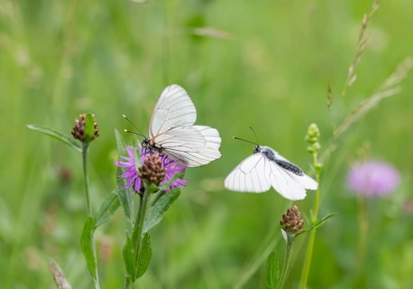 Black-veined white (Aporia crataegi)