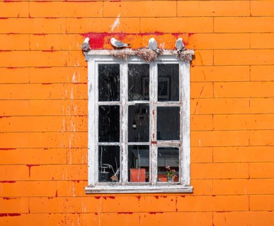 Nesting gulls on white window frame