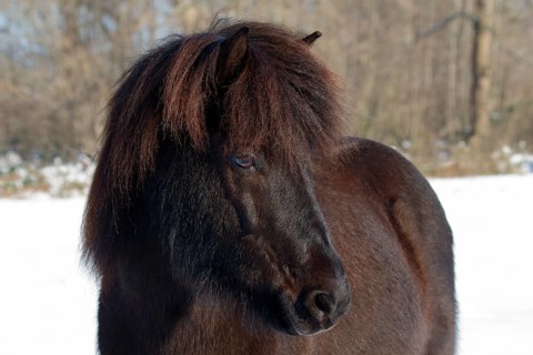 Icelandic horse