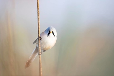 Bearded reedling