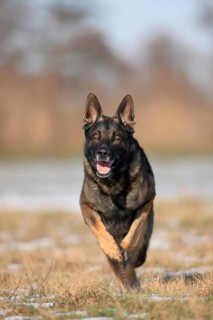 German shepherd dog