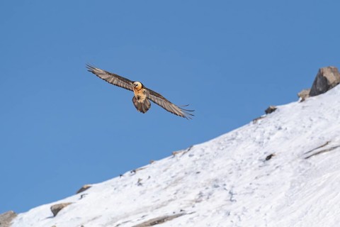 Bearded vulture