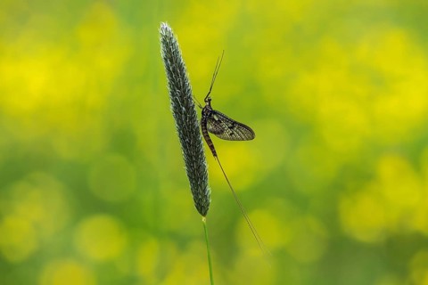 Mayflies