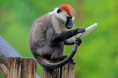 Collared mangabey