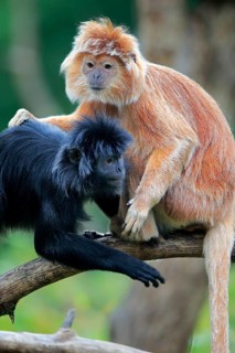 Javan lutung