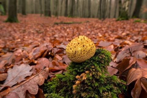 Common earthball