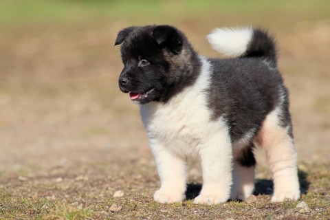 American Akita puppy