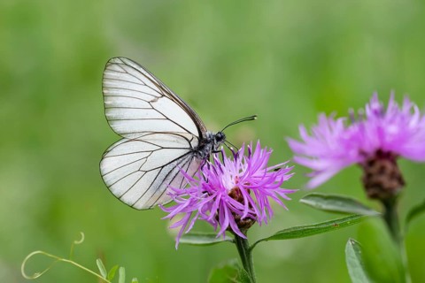 Black-veined white