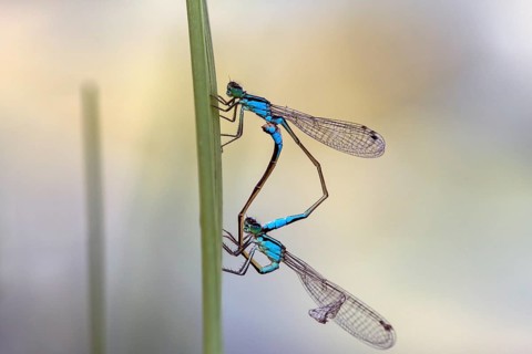 Blue-tailed damselfly