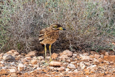 Stone curlew