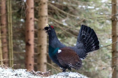 Western capercaillie