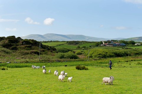 Shepherd driving flock of sheep across pastureland