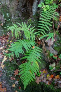 Light green fern leaves in the Helle valley near Winterberg