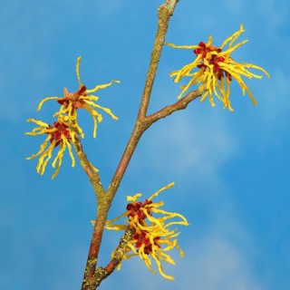 Flowering witch hazel
