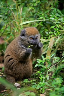 Lac Alaotra bamboo lemur