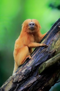 Golden lion tamarin
