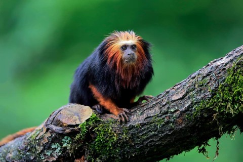 Golden-headed lion tamarin