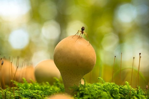 Pear-shaped puffball