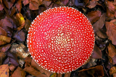 Fly agaric