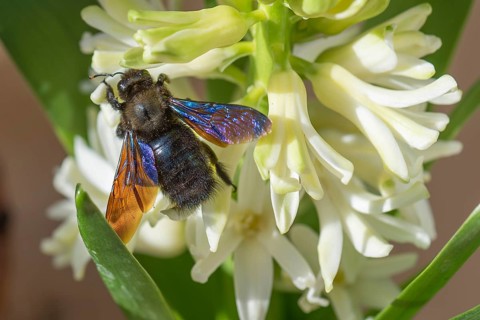 Carpenter Bee