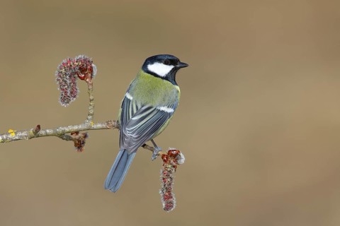 Great tit