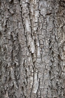 Bark of a real walnut tree