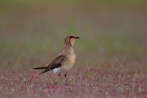 Collared pratincole