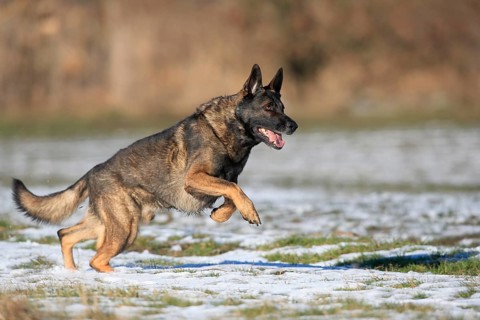 German shepherd dog