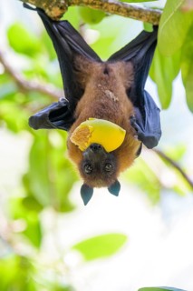 Fruit bat