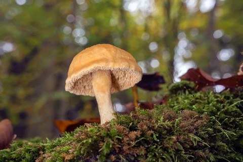 Red-yellow stubble fungus