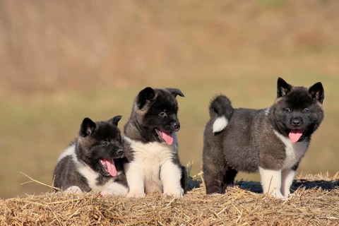 American Akita puppies