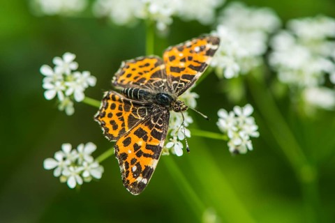 Map butterfly