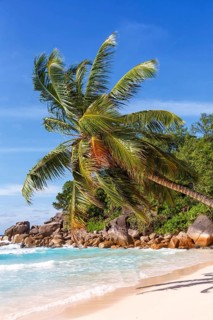 Anse Georgette beach palm paradise ocean sea water on Praslin island