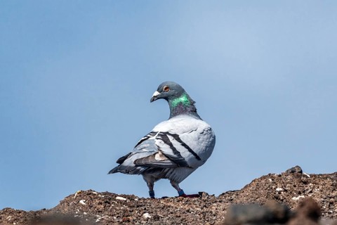 Rock Dove