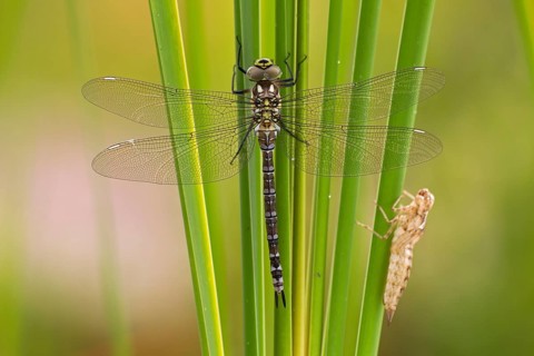 Southern Hawker