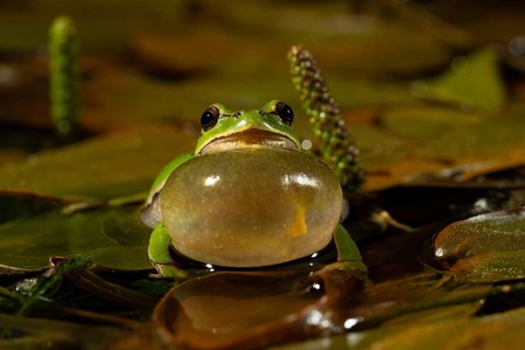 European tree frog