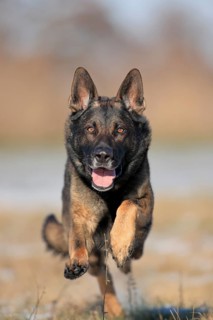 German shepherd dog
