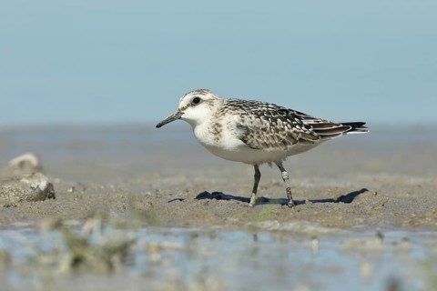 Sanderling