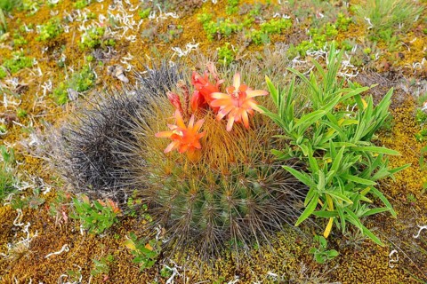 Flowering cactus with orange flowers