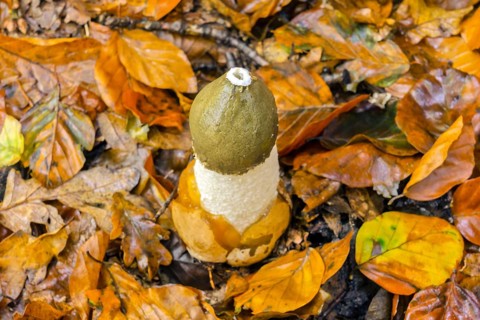 Common Common stinkhorn