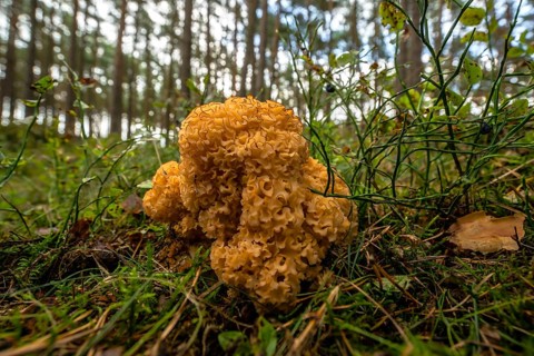 Wood Cauliflower fungus