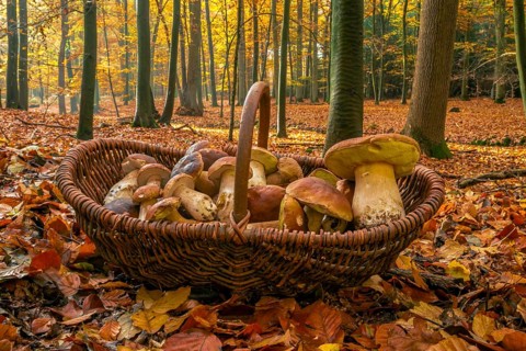 King bolete y