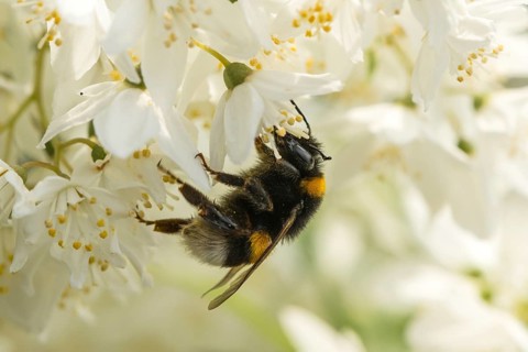 Large earth bumblebee