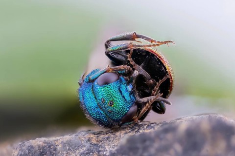 Gold wasp