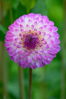 Decorative dahlia