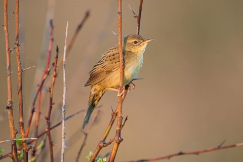 Common Grasshopper Warbler