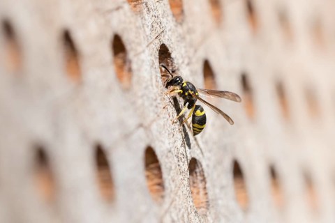 Wall clay wasp