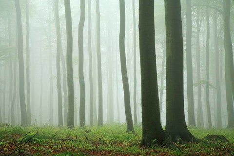 Beech forest