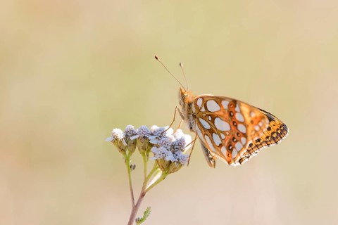 Queen of Spain fritillary butterfly